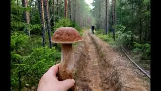 ГРИБЫ ПОВСЮДУ! ПОПАЛИ В ГРИБНОЙ ЛЕС!
