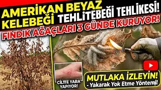 Fındık Ağaçlarının Katili! Amerikan Beyaz Kelebeği ile Nasıl Mücadele Edilir?
