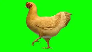 Greenscreen Chicken 