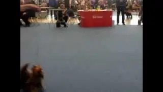 Finnish Winner 2012. Cуки чемпионки.MP4