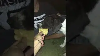 Anjing bali makan tempek
