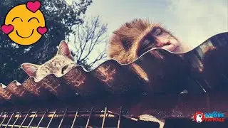 The sweet friendship between a monkey, a cat and a dog Love beyond differences