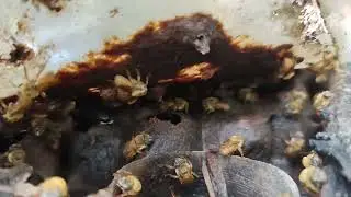 VEJAM O MANEJO QUE PRECISEI FAZER NAS MINHAS ABELHAS NA MATA.