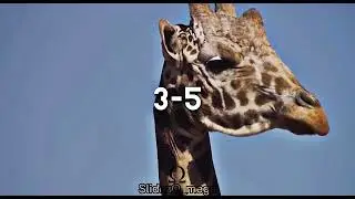 Giraffe VS Buffalo￼