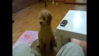 Cockapoo Кокапу и кошка (cockapoo)