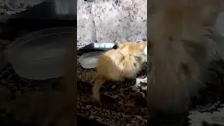Найдёныш 🐈