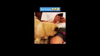 Pet Funny😅😁 | 🐱CATS and DOGS🐶 | Tik Tok #Shorts