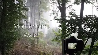 Waldfotografie- Morgens im Wald