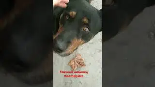 Наш уличный любимый пес 