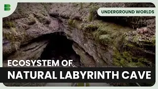 Discover Subterranean Ecosystems! - Underground Worlds - Documentary