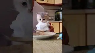 Как покормить голодного котенка?