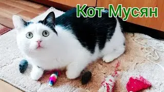 Кот Мусян.