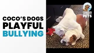 Coco Austin’s Dogs Are Playfully Bullying Each Other 🐕‍💨