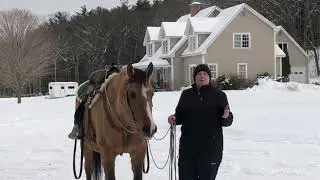 Getting to the Hindquarters through their Nose