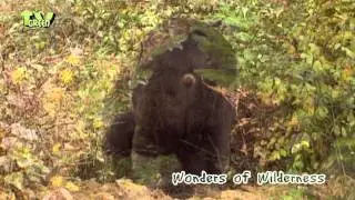 brown bear - bruine beer - ursus arctos #02