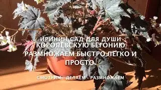 Королевскую бегонию размножаем быстро, легко и просто.