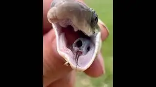 Snake attack and a flying emu