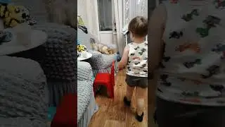 щенячий патруль 😅 😅 😅 #йорк #йоркширскийтерьер #тотошка #собака #песик #щенячийпатруль