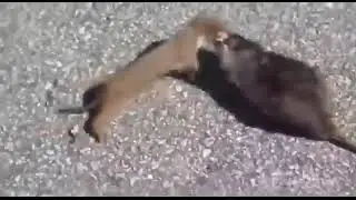 Rata luchando por su vida