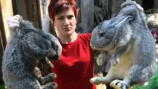 Выращивание кроликов на шкурки.  Изделия из них.