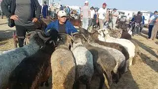 ДУСВОЙ КУЙ КУЗИ КУЧКОР НАРХЛАРИ КАРШИ КАРВОН МОЛ БОЗОРИДА