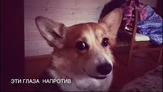 ДЛЯ ХОРОШЕГО НАСТРОЕНИЯ😁КОТ И СОБАКА✨СМ.ДО КОНЦА