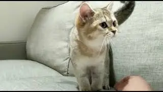 Cute British shorthair kitten PORSHA wants to be petted | Dei Day