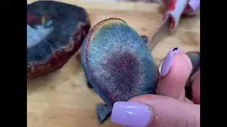 БОЛЕТ(боровик) ПУРПУРНЫЙ.Boletus purpureus.