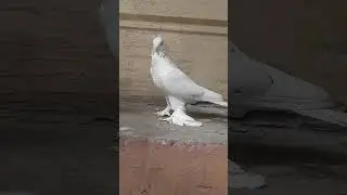узбекские голуби Абдусалама город ош т,0996557 557770 ,стандарт☆,