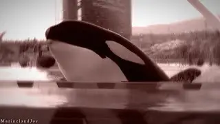 MEP Collection (17)