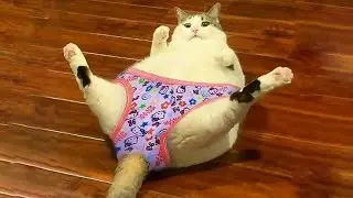 СМЕШНЫЕ КОШКИ И ДРУГИЕ ЖИВОТНЫЕ/ 4 МИНУТЫ СМЕХА