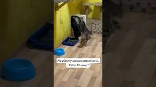 Мои кошки. 