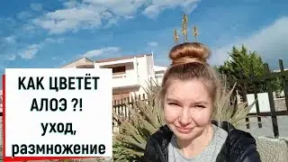 КАК ЦВЕТЁТ АЛОЭ ?! уход, размножение