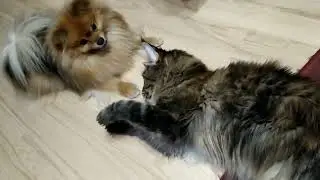 Нападение собаки на кота ❗