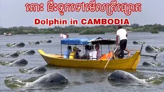 Driving bouth to see dolphins in Cambodia #cambodia #cambodiacitytour