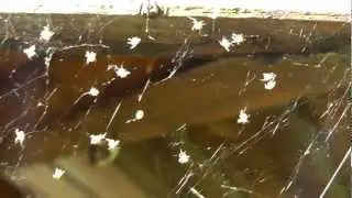 Spider Invasion