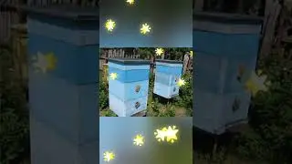 рамки улья дадан Рамки для пчел