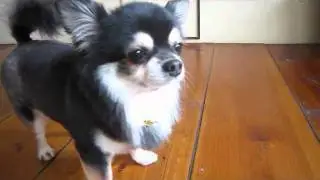 ロングコート･チワワの可愛いリュウくん★日向ぼっこ中♪