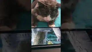 Дымок! Весна! Птички прилетели!