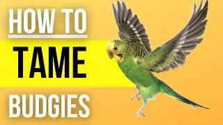 How to tame your budgie