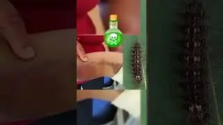 Insectos que no querrás tocar (Parte 2) 😯🐛 #insectos #venenoso #viral #informativo