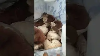 сентябрьский подснежник+ шампиньоны)