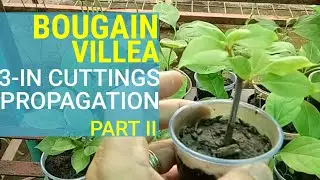 BOUGAINVILLEA 3 INCHES CUTTINGS PROPAGATION TECHNIQUE [ Part 2 ]