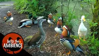 Ducks Quacking - Mandarin Duck - Mallards - Pekin Ducks - Nature Relaxation Video