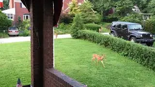 Urban Deer Family - Pittsburgh, Pa