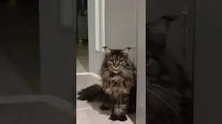 #котохаус