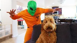 Funny Dog Zoey VS Alien! Alien Invasion Reaction