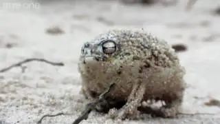 TOURETTES FROG