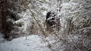 BIGFOOT CANADA...THE KIWAKATAN WAPIA WEY