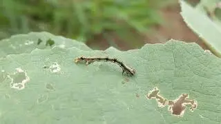 macro photography with smartphone ✓caterpillar slowmotion